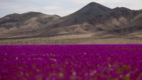 A Floral Transformation: Rare Wildflowers Engulf the Atacama Desert