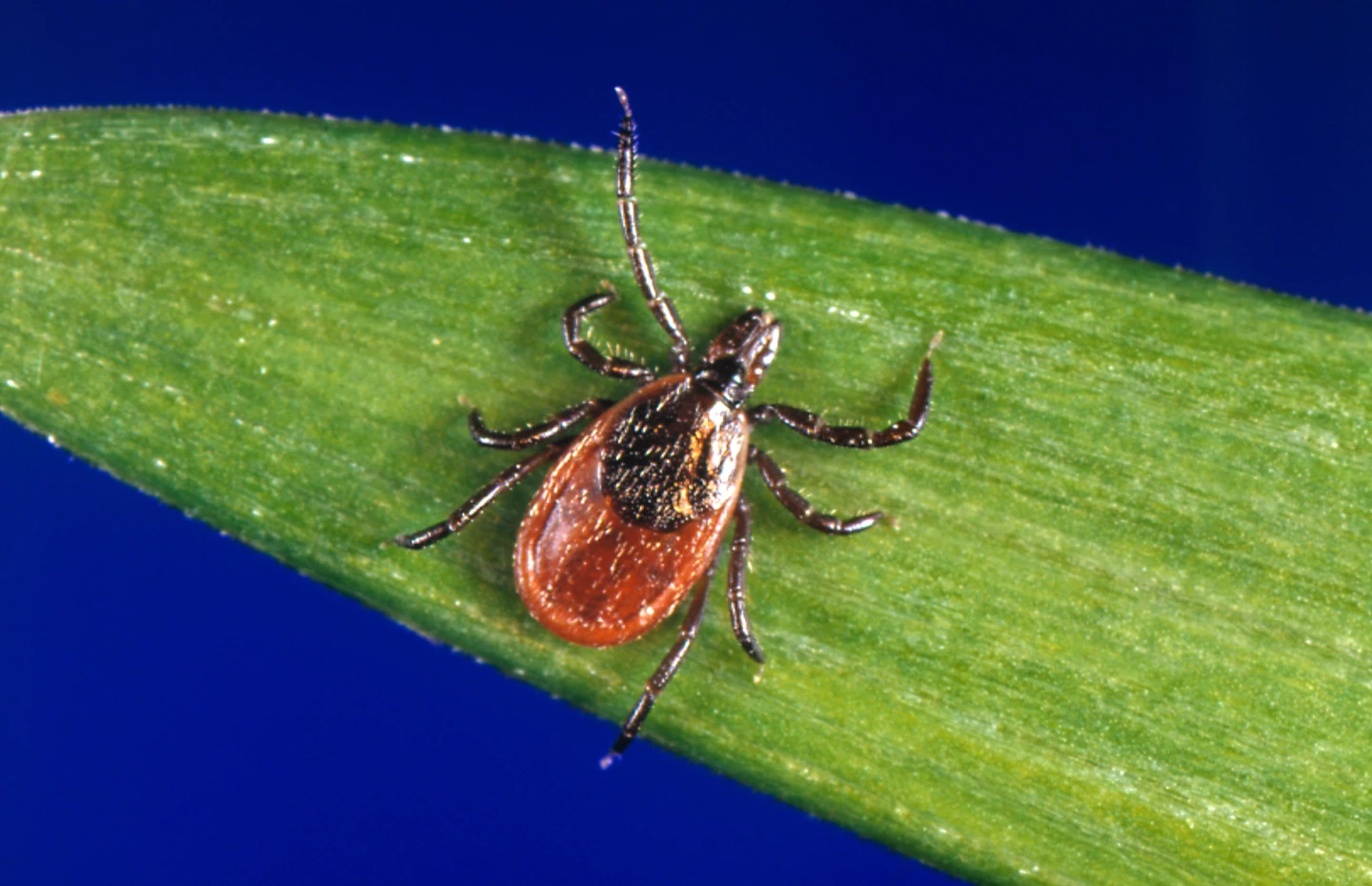Early Spike in Tick Bites Raises Concern for Tick-Borne Diseases