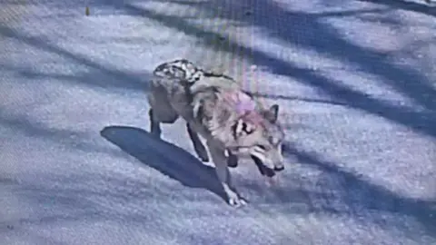 Escaped Wolf Neukgu: The Search That Captivated South Korea