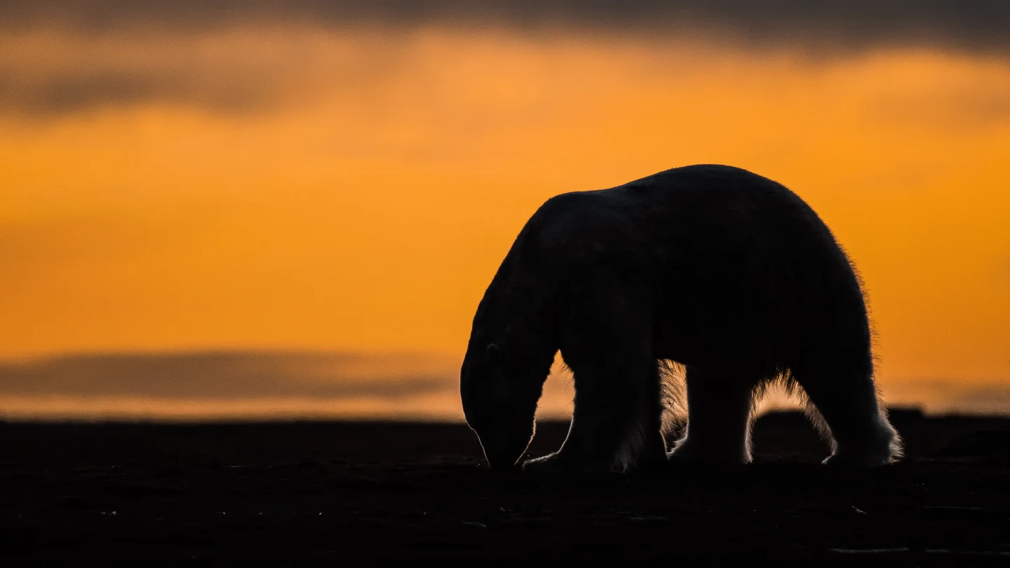 Reviving Polar Bear Tourism in Kaktovik: Balancing Wildlife and Community Needs
