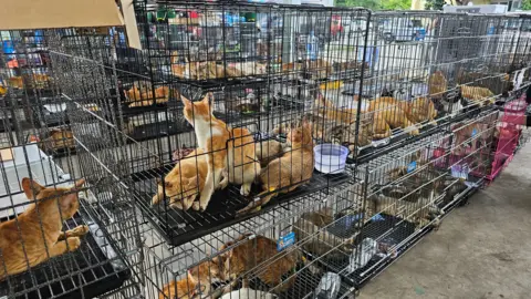 Hundreds of Cats Rescued from Vietnam Meat Bust: Police Crack Down on Thief Ring