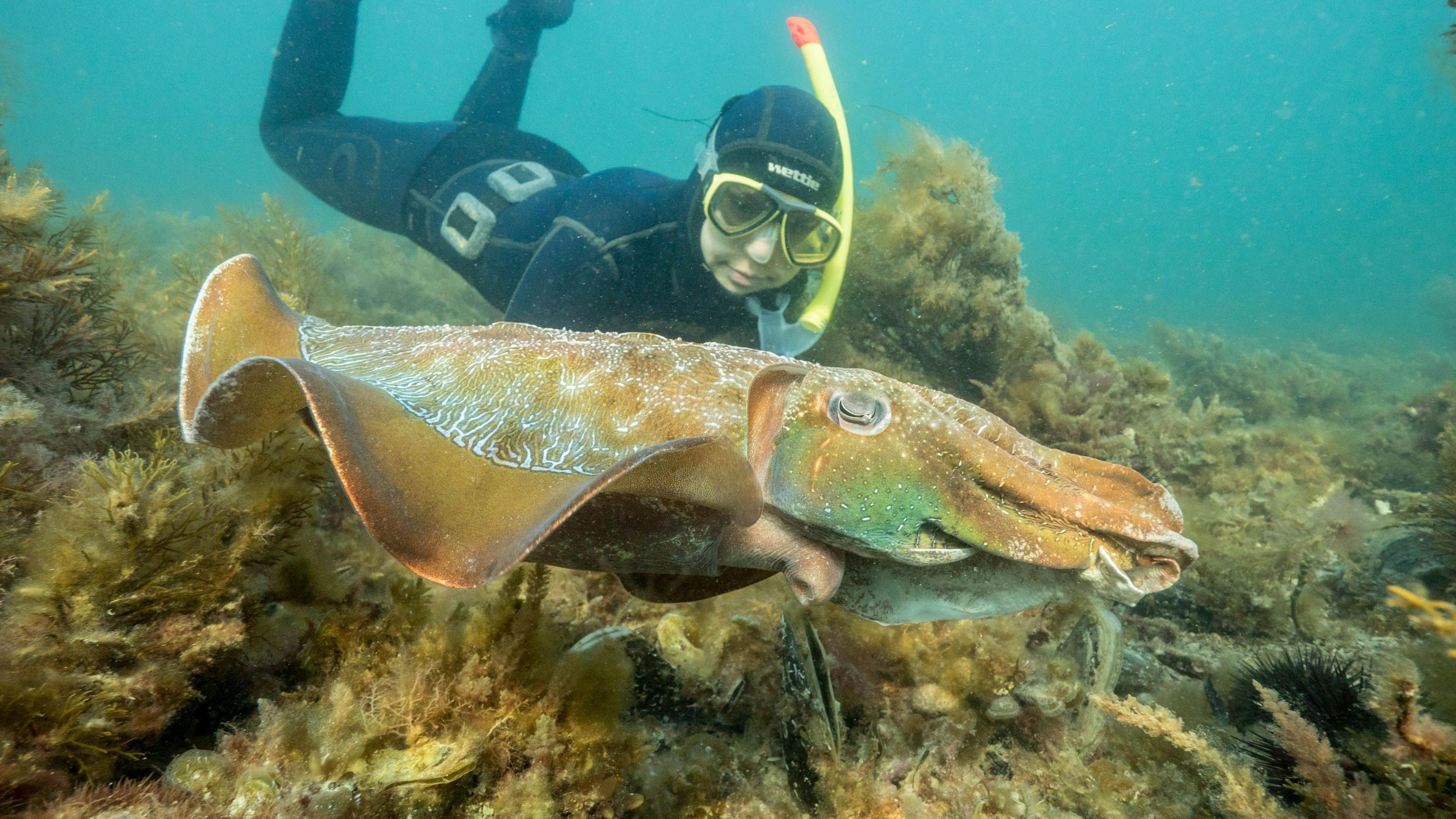 Australia’s Giant Cuttlefish Mating Opened Up in Record Decline amid Toxic Algal Bloom