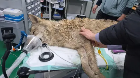 South Korea's Elusive Wolf Neukgu Captured After Lengthy Chase