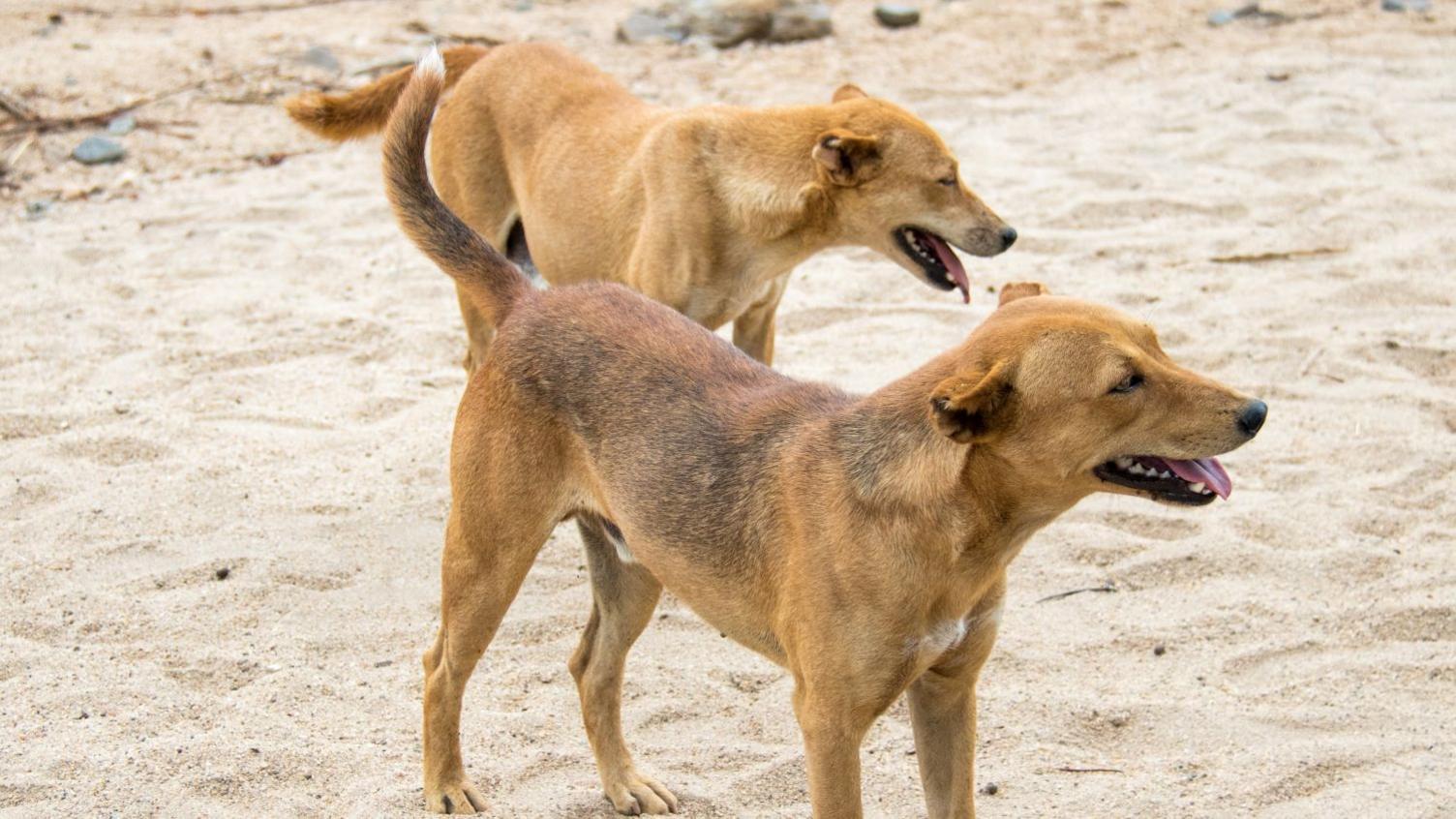 Mass Killing of Dogs in Hossana After Rabies Trigger