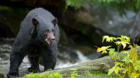 Tragic Bear Attack Claims Life of Campers in Arkansas