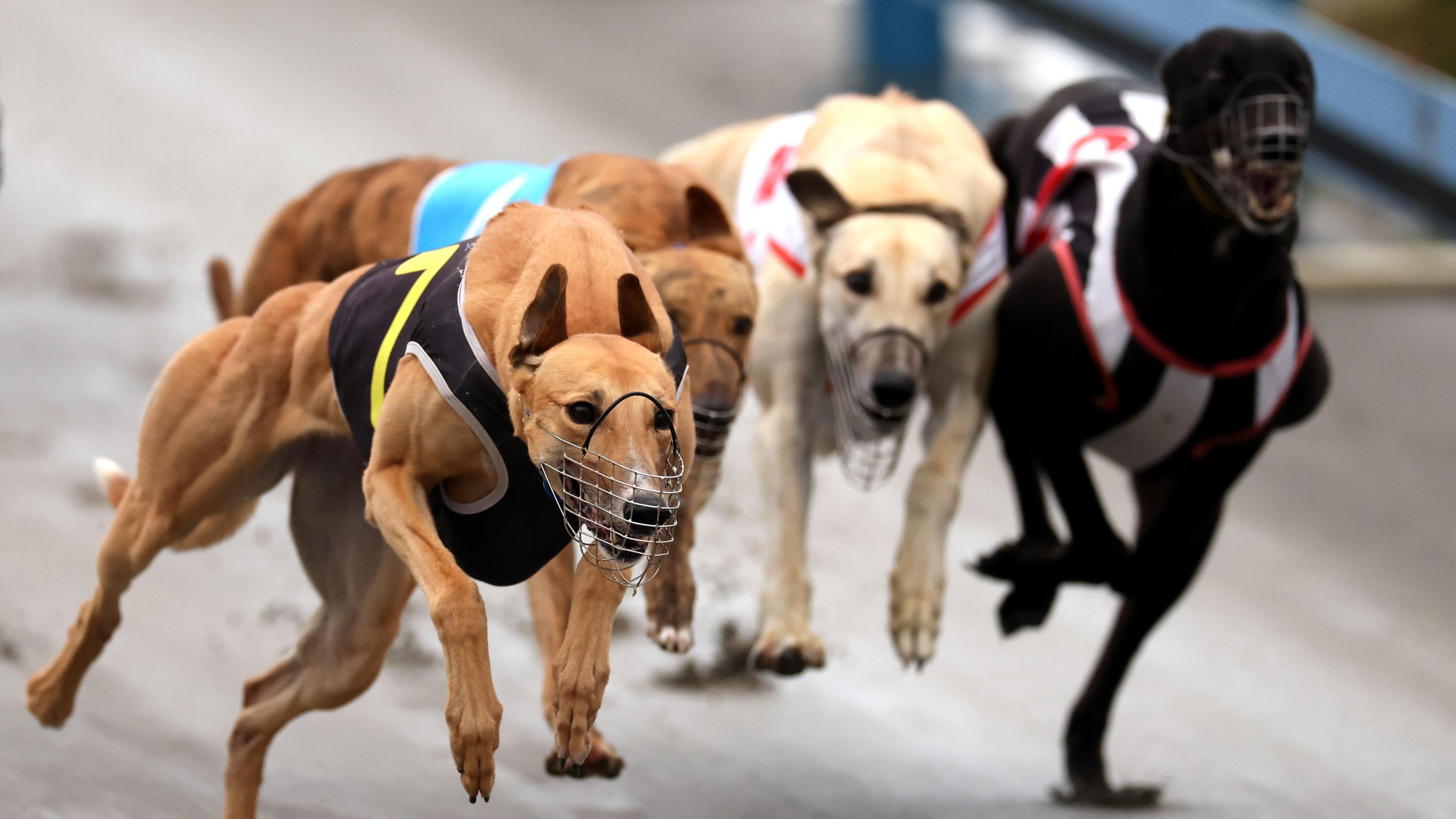 Greyhounds Fly to Australia as New Zealand Bans Racing