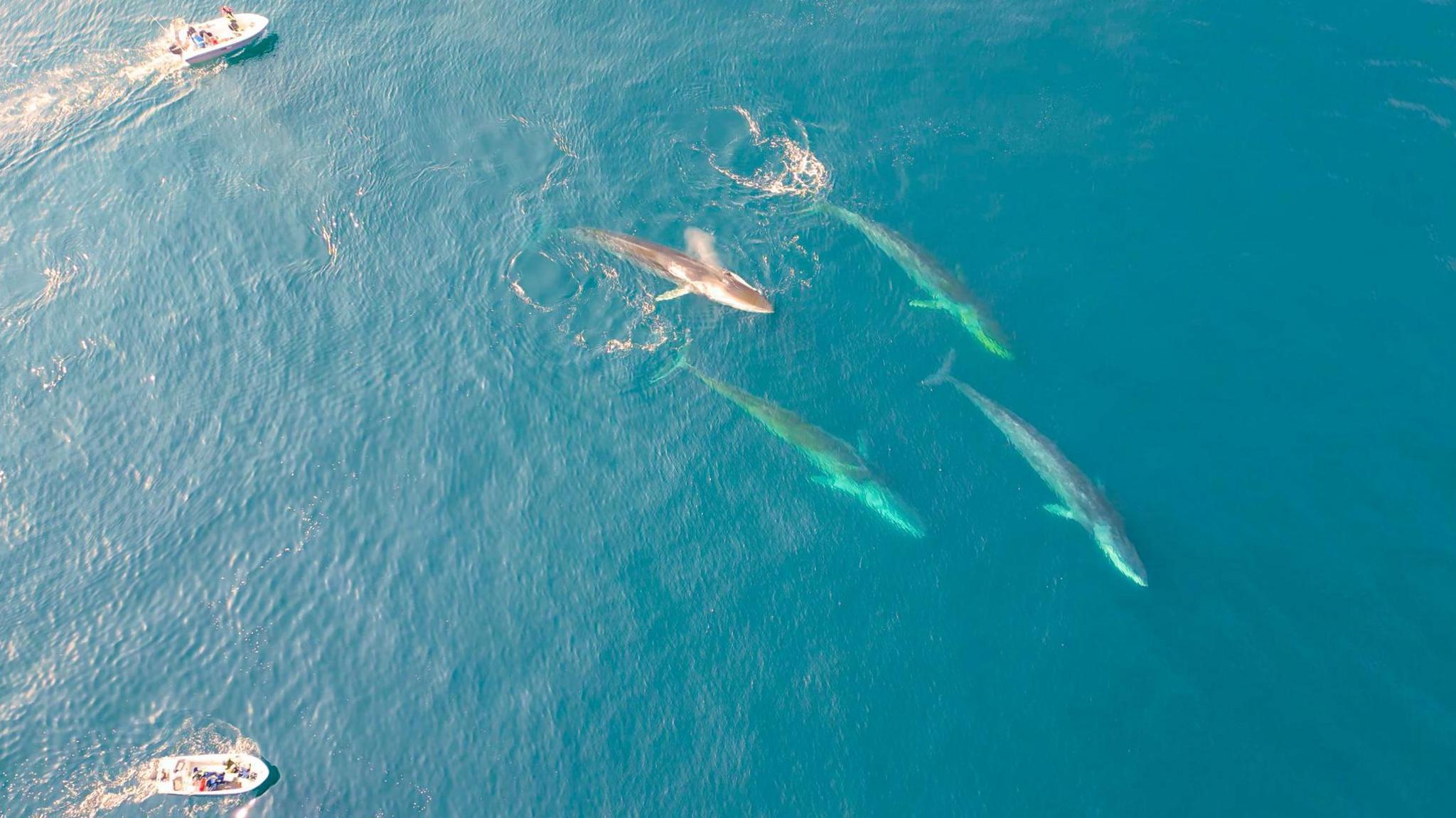 Giant Whales Swim into Greenland Waters as Ice Vanishes