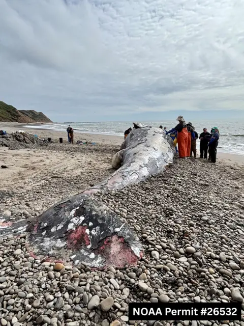 Grey Whales in Crisis: Uncovering the Causes of Their Deaths in San Francisco Bay