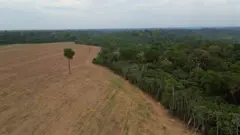 Threat to Brazil's Amazon Rainforest: A Ban on Soy Sales at Risk