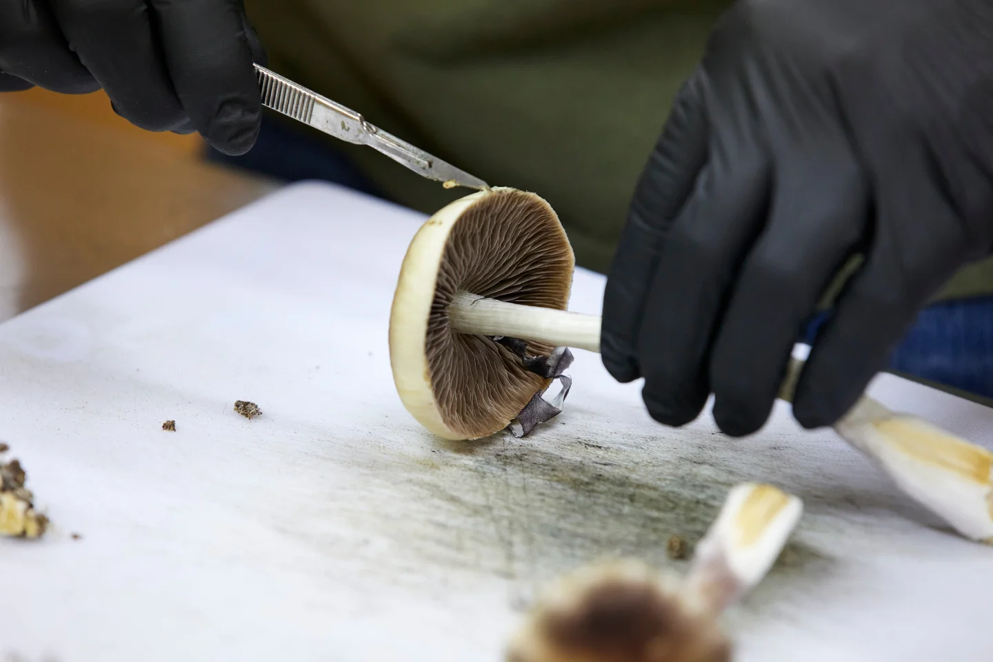 FDA Fast-Tracks Review of Psychedelic Drugs Amid Growing Support for Alternative Mental Health Treatments
