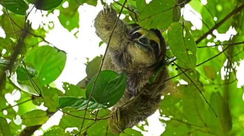 Tragic Incident: 31 Sloths Die in Florida Ahead of Attraction Launch