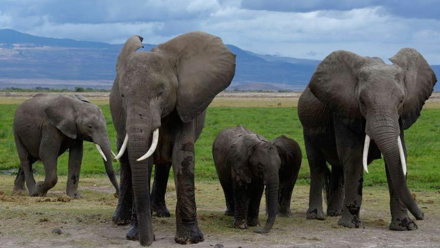 15 Kenyan elephants die after eating pesticide‑sprayed tomatoes