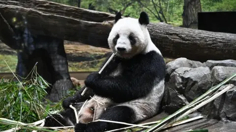Japan Bids Emotional Farewell to Giant Pandas as Ties with China Chill