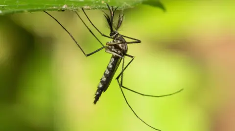Mosquitoes Make Unprecedented Appearance in Iceland Amid Record Heat