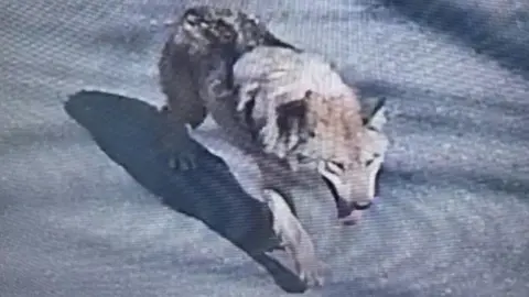 Intense Search for Runaway Wolf in South Korea Utilizes Thermal Imaging