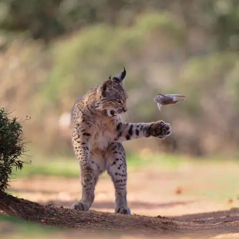 Playful Lynx Claims Top Spot in Wildlife Photography Competition