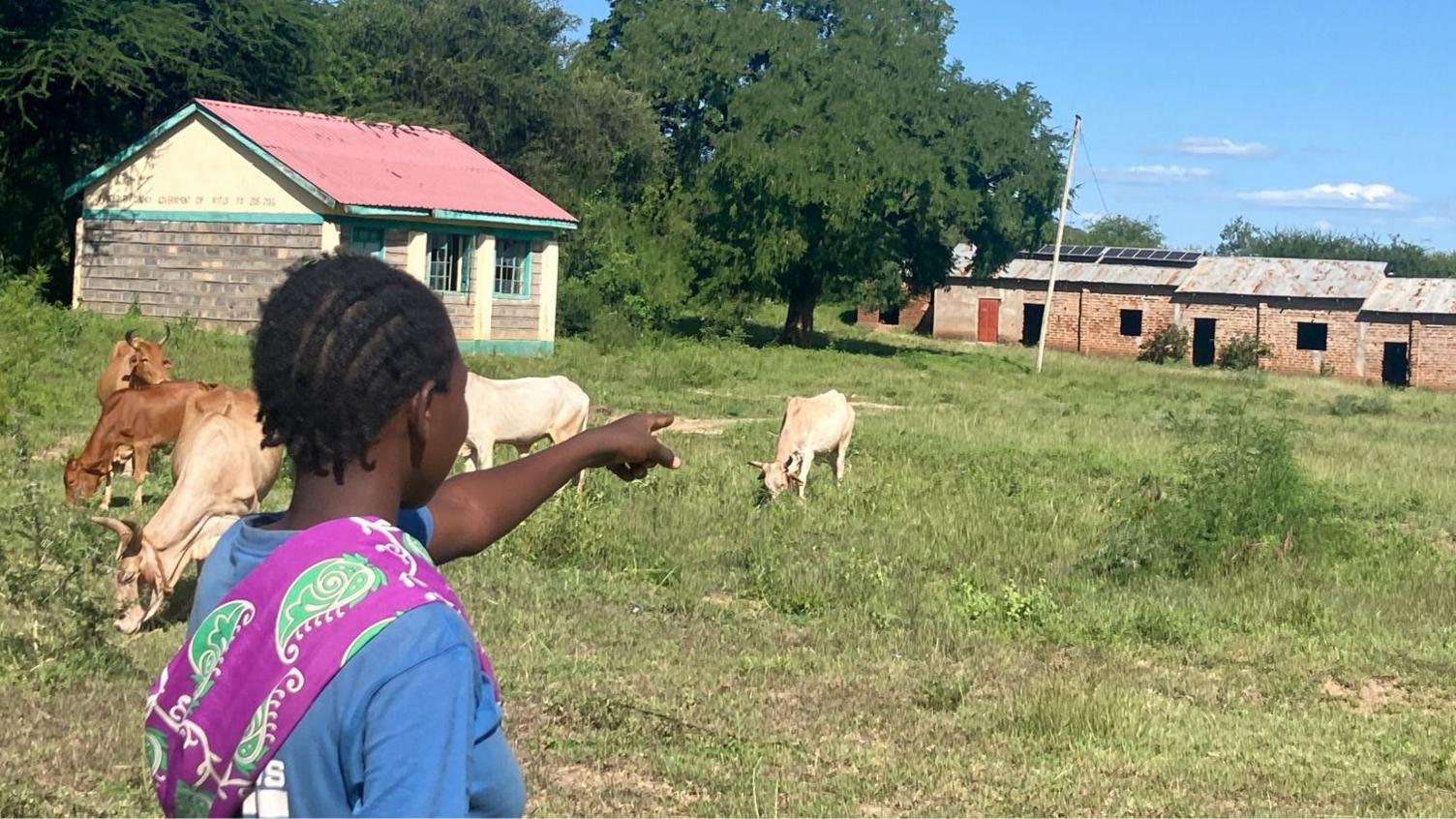 Cows Outnumber Pupils in Kenya’s Rural Schools: How the New Curriculum is Driving Closures