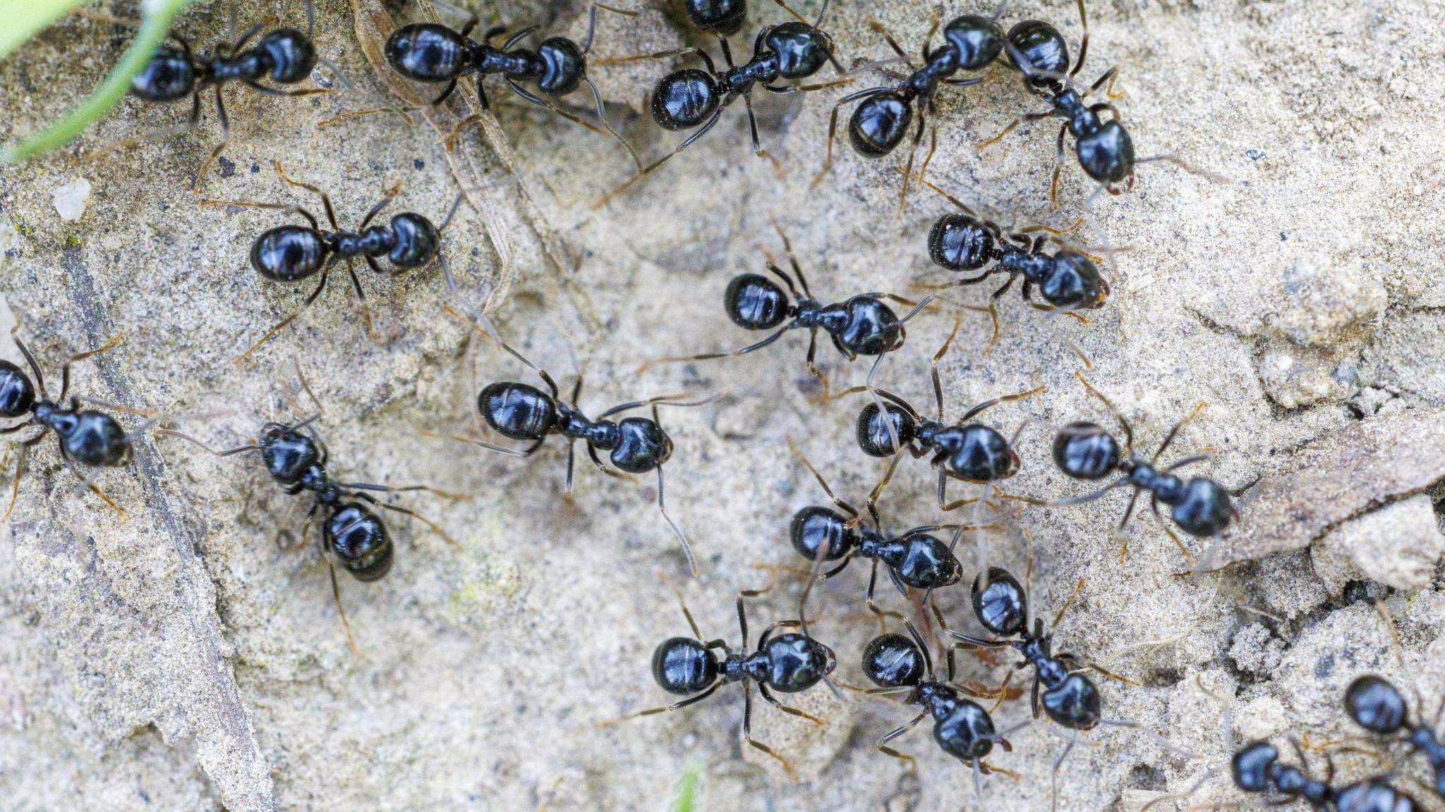 Michelin‑Starred Chef Faces Jail After Using Ants as Dessert Garnish