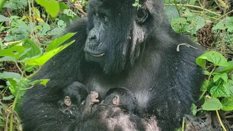 Celebration in Virunga: Rare Twin Mountain Gorillas Welcome New Life