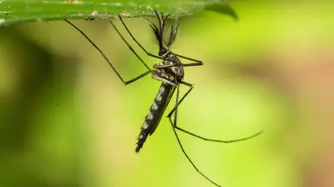 Historic Discovery: Mosquitoes Identified in Iceland Due to Unprecedented Heat
