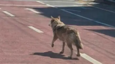 South Korea Police Arrest Man for Sharing AI-Generated Image of Runaway Wolf