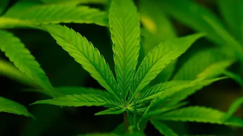 Major Shift in US Drug Policy: Cannabis Reclassified