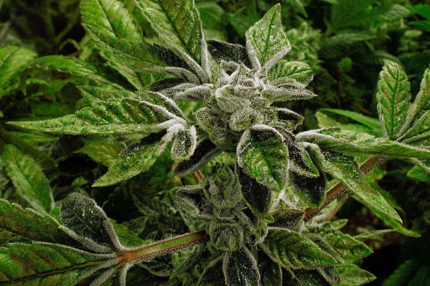 Trump's Administration Takes Significant Step to Reclassify Medical Marijuana