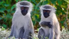 Vervet Monkeys Loose in St. Louis Spark Community Concern