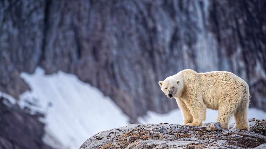 Foghorn Fine: Norway Punishes Sailor for Waking Polar Bear