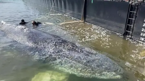 Tragic Outcome: Whale Recovery Efforts Fail; Carcass to Be Removed from Danish Island