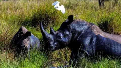 Rhinos Make a Historic Comeback to Uganda's Wilderness After Four Decades