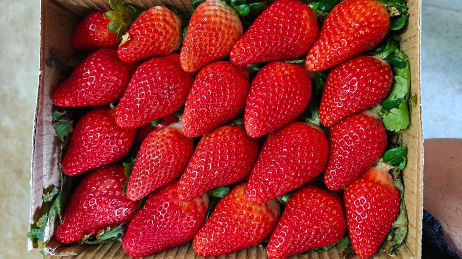 India Seeks Strawberry Supremacy: From Imports to Innovation